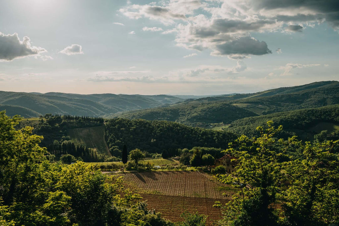 Yemyeşil Üzüm Bağları ile Chianti